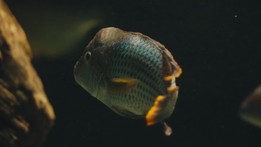 Closeup Of Green Terror Fish Swimming In Aquarium In Osaka, Japan.