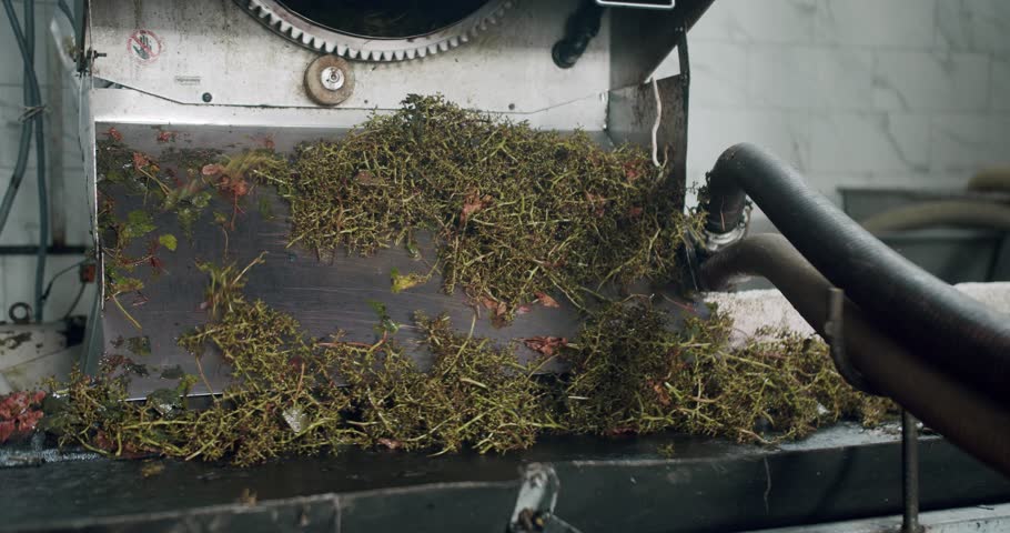 Destemming process, Bunchstem Of The Grapes Coming Out Of The Machinery. The corkscrew crusher. Squeezing grape. Grape Stems With Fruits Removed Through Destemming Machine.