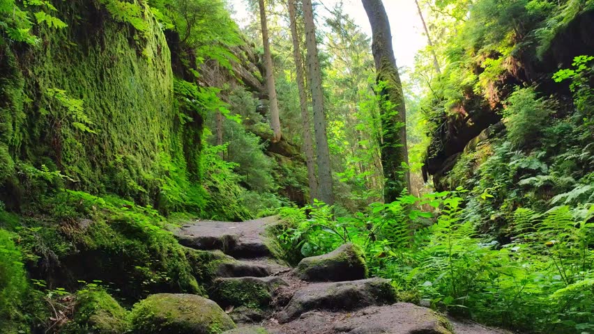 Hiking trail Devils Chamber, ancient forest, singing birds at sandstone rocks in the national park Saxon Switzerland, Stadt Wehlen, Saxony, Germany