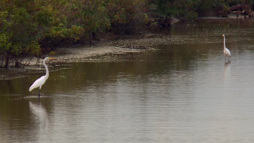 Shallow Pond With Great Egrets In Blackwater National Wildlife Refuge, Maryland - Wide Shot