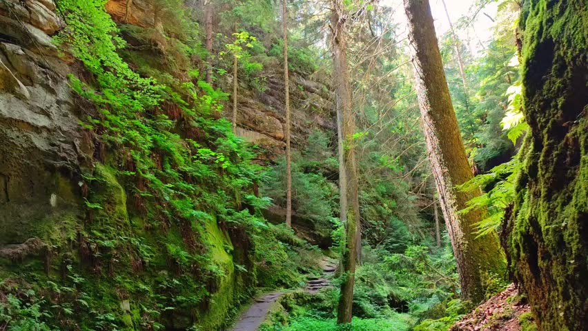 Hiking trail Devils Chamber, ancient forest, singing birds at sandstone rocks in the national park Saxon Switzerland, Stadt Wehlen, Saxony, Germany