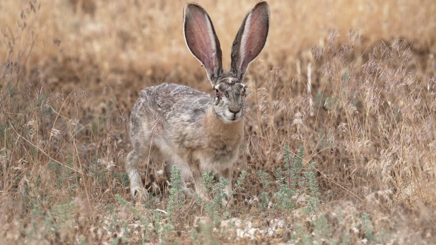 Jack rabbit holding still in the desert grass with ticks on its head as it breathes heavily.