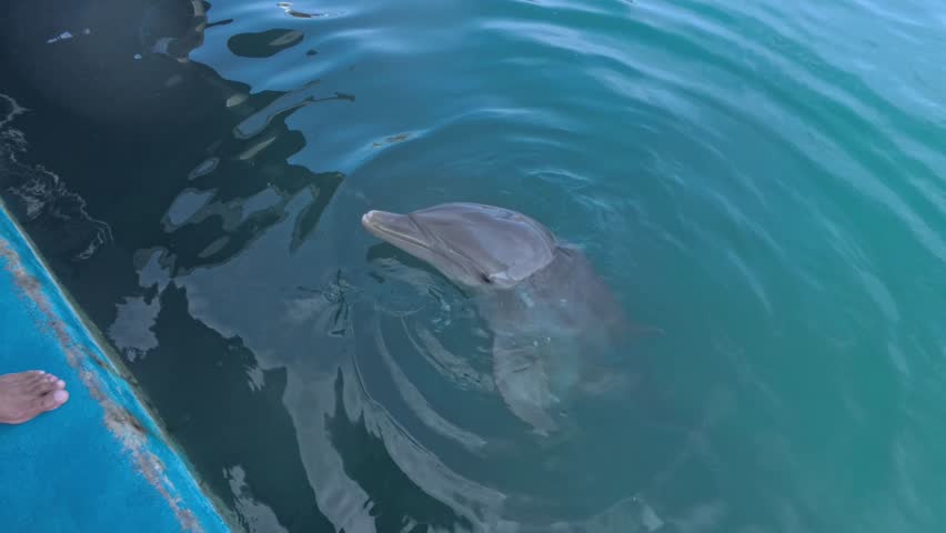 Bottlenose dolphin in training center