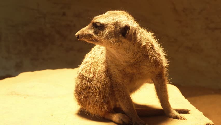 Slender tailed meerkat turns its snout and looks at the camera on a rock during sunset. Surricat sunbathes in the evening. Suricata suricatta or small mongoose in the wild