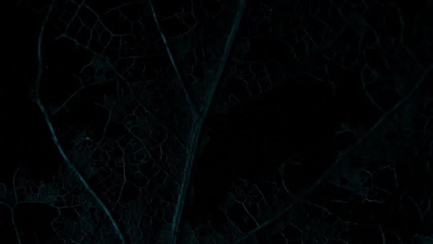 Texture of dried leaves on a black background, creepy transition, horror movie