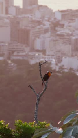 Toucan bird outdoors on a tree in Rio de Janeiro, Brazil.