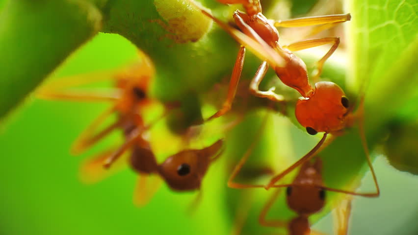 Macro close-up view of herder ants protecting and farming aphids for honeydew, a sugar-rich secretion favored by ants as a food source.