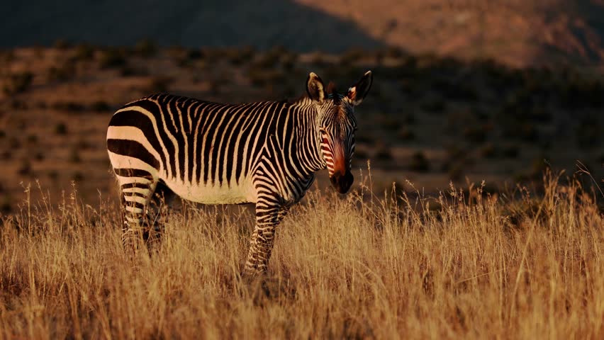 A Cape mountain zebra (Equus zebra) in grassland at sunrise, Mountain Zebra National Park, South Africa