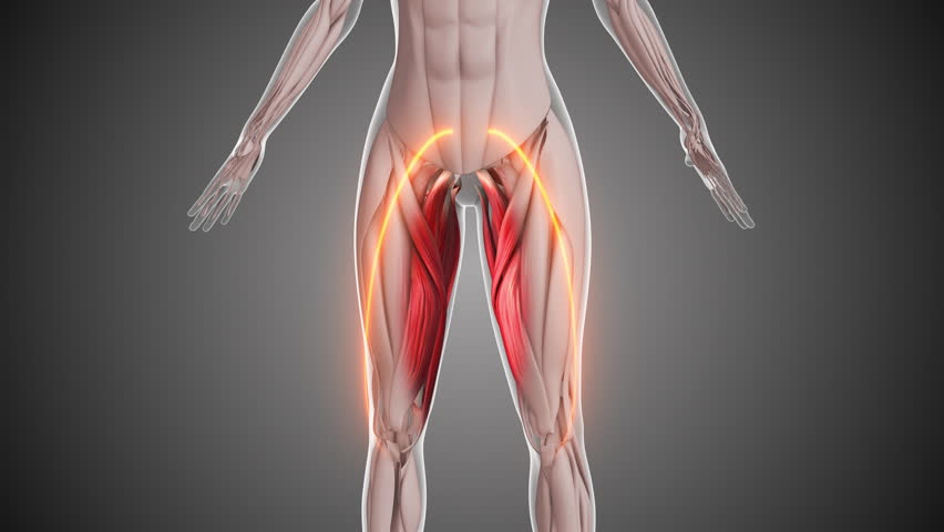 Animation of the inner thigh muscles