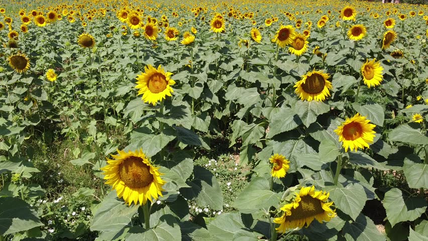 A beautiful field of blooming sunflowers.