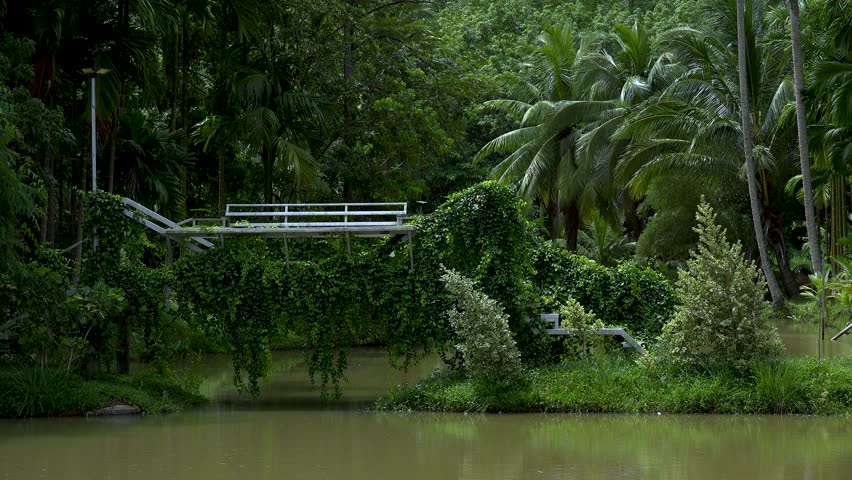 Abandoned wooden bridge overgrown by vine tree above the lake with jongle forest in the background.