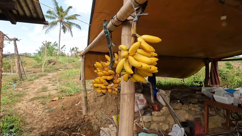 A man gets a banana that is being hang and eats it. 