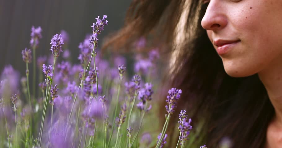 A beautiful woman harvests lavender flowers. Close-up
