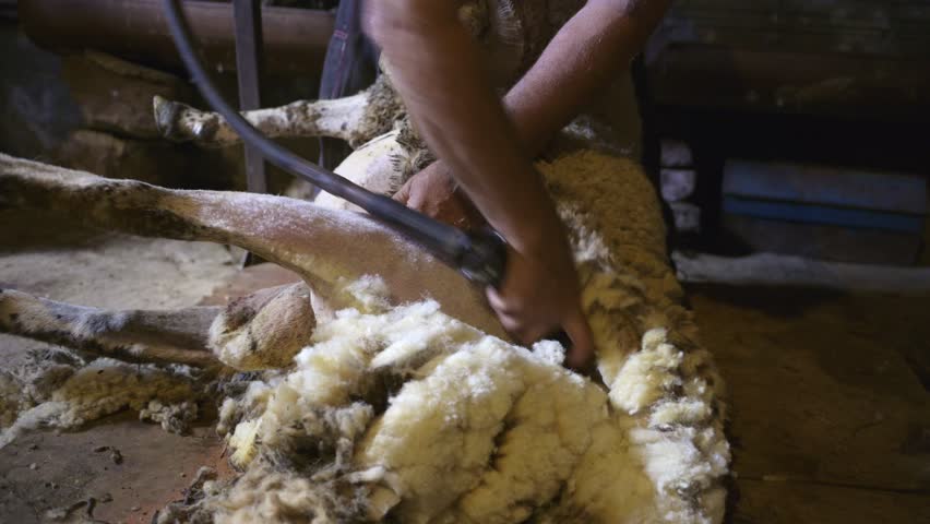 A close-up view of a sheep being sheared in a rural barn. The shearer uses an electric shearing tool to remove the sheeps wool.