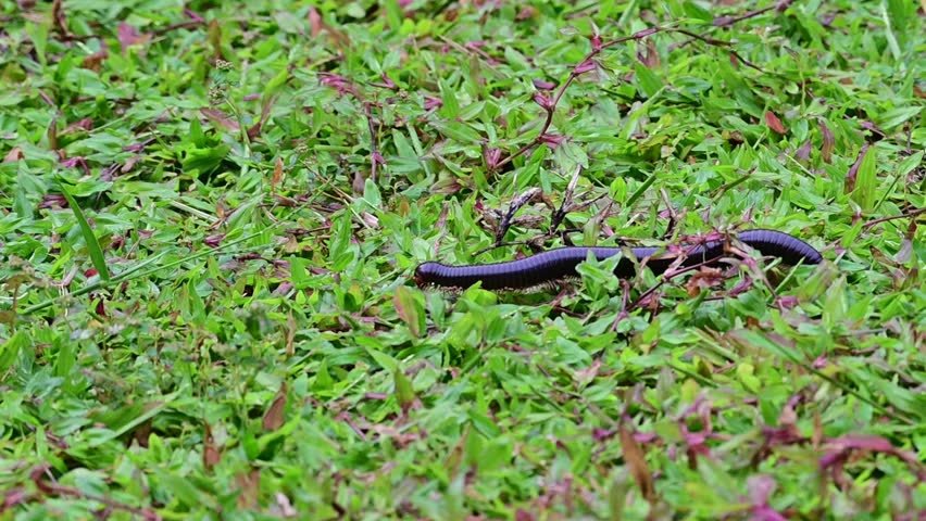 Giant African black millipede crawling on grass.
