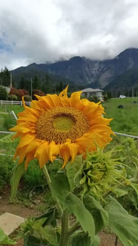 sunflower field in the mountains