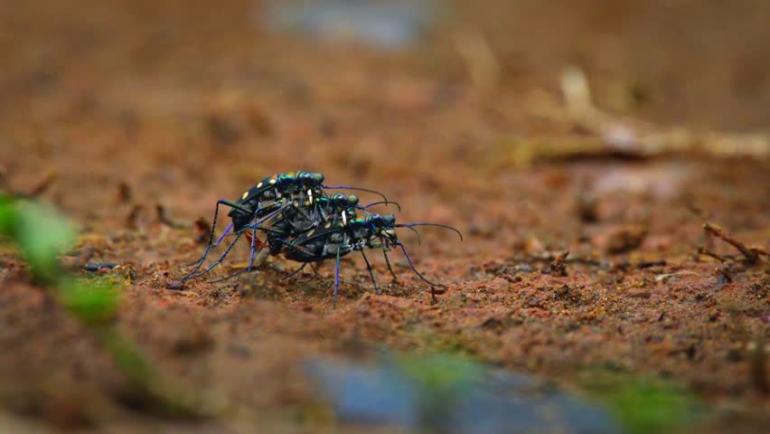 rare golden-spotted tiger beetle Cicindela aurulenta threesome mating ritual on red soil, natural bokeh background
