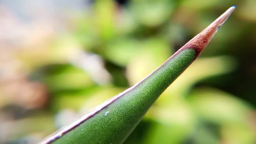 Close up macro photo of green leaves with blurred nature background