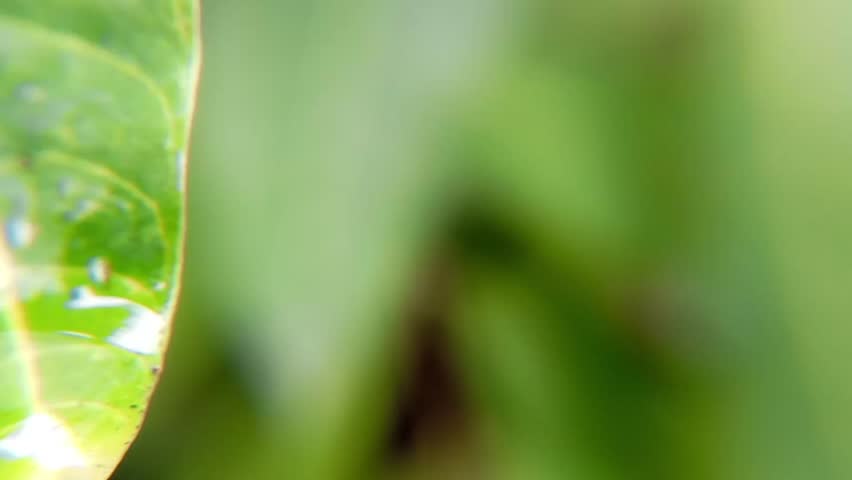 Close up macro photo of green leaves with blurred nature background