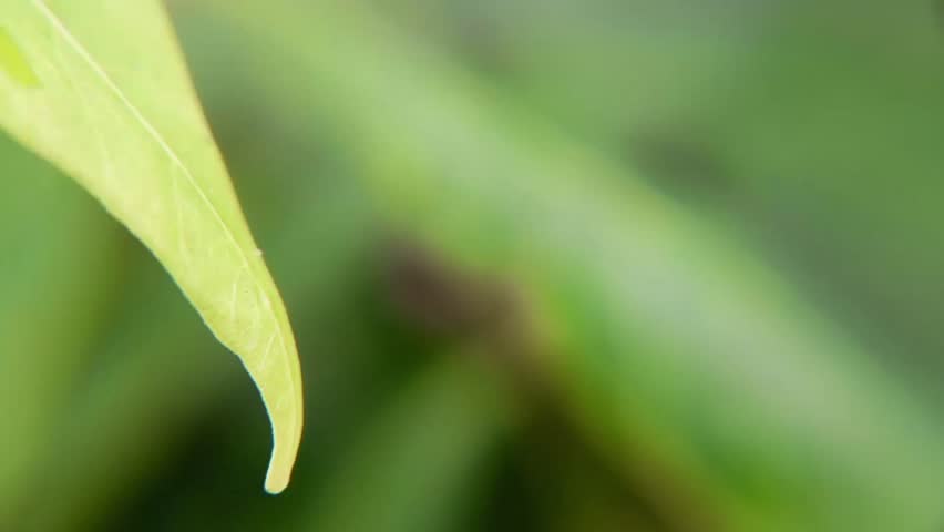 Close up macro photo of green leaves with blurred nature background