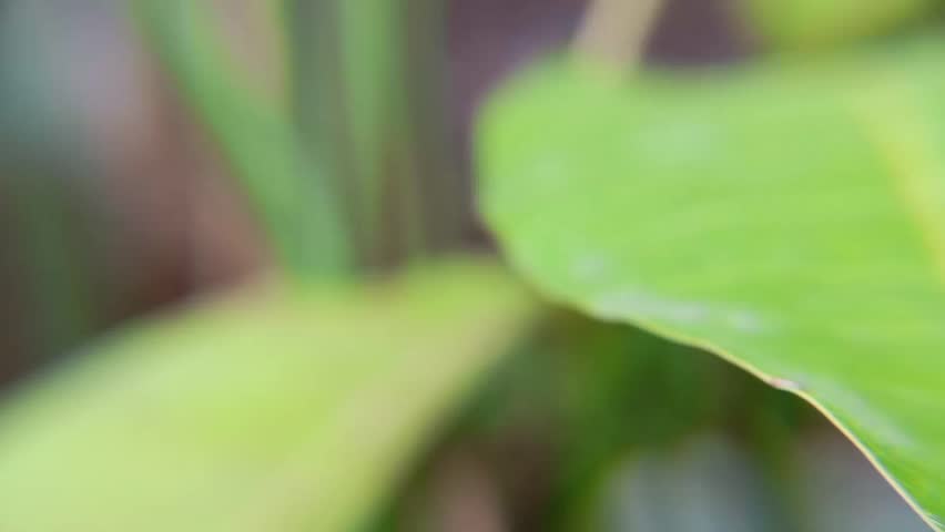 Close up macro photo of green leaves with blurred nature background