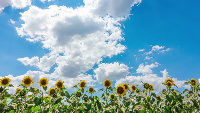 Blue Sky with White Clouds with Sunflower Field. Puffy Fluffy White Clouds Moving Fast. Cumulus Cloudscape Timelapse. Summer Nature Weather Sky Time Lapse Video