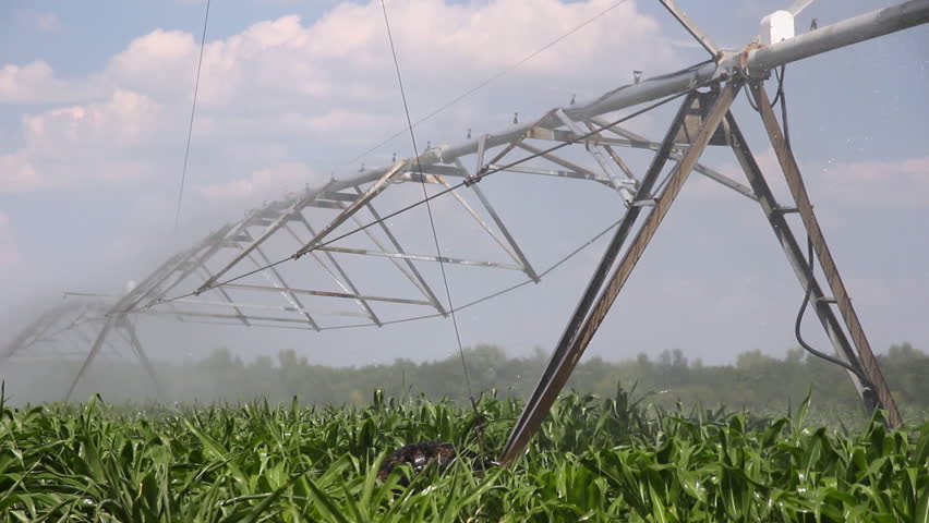 Irrigation of corn fields