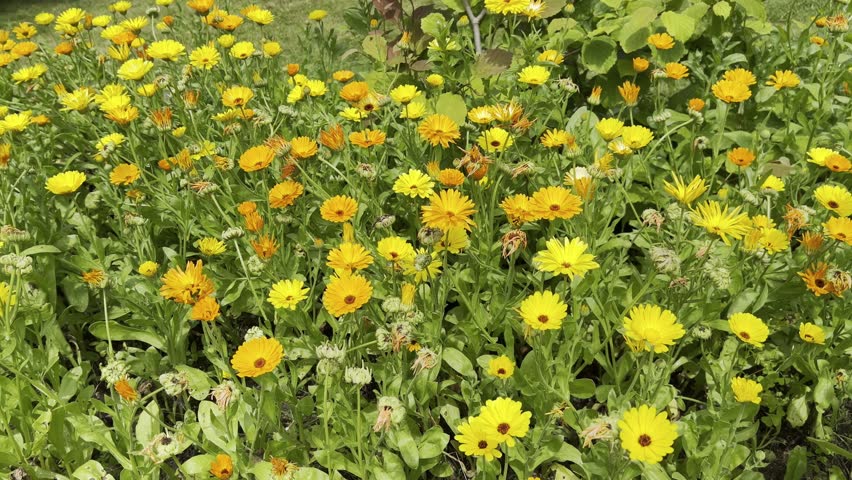 Marigold, Calendula officinalis is an important medicinal plant with yellow flowers. It is also used in medicine.