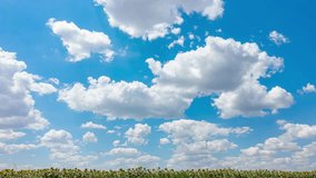 Blue Sky with White Clouds with Sunflower Field. Puffy Fluffy White Clouds Moving Fast. Cumulus Cloudscape Timelapse. Summer Nature Weather Sky Time Lapse Video - Powered by Shutterstock - Get 15% off with code: PIKWIZARD15