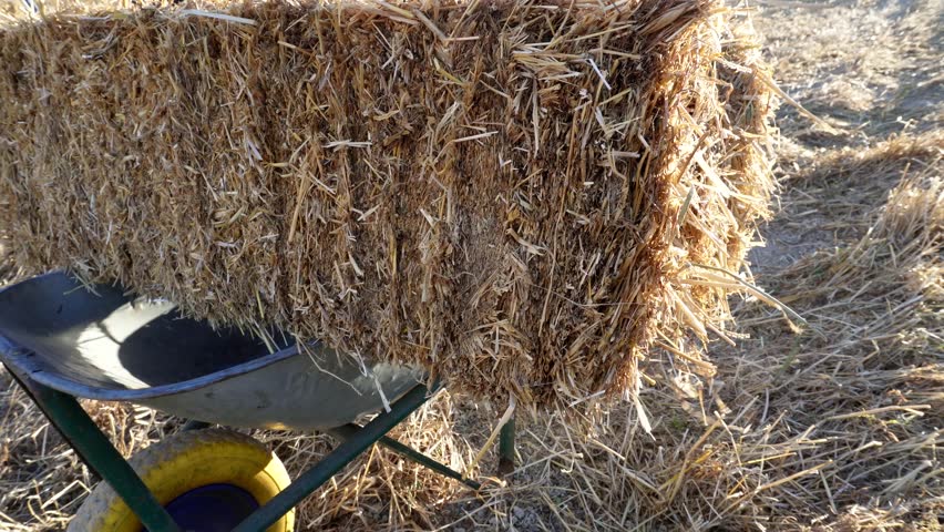 Collecting hay on the field. Hay bale symbol of harvest time with dry grass straw in the form of a tied haystack.