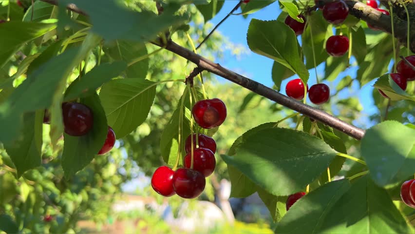Ripe red cherries on a tree branch in the garden. Close-up. Ripening berries in the garden