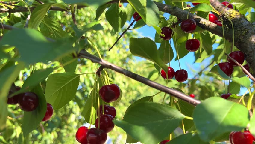 Ripe red cherries on a tree branch in the garden. Close-up. Ripening berries in the garden