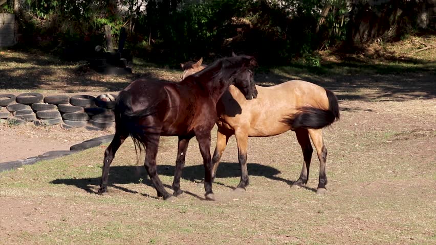 Two horses stand close together, nuzzling each other affectionately amidst the greenery and shade of the paddock. Their interaction reflects a bond of companionship and the peaceful environment