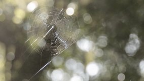 Spider web glistening with water drops in forest - Powered by Shutterstock - Get 15% off with code: PIKWIZARD15