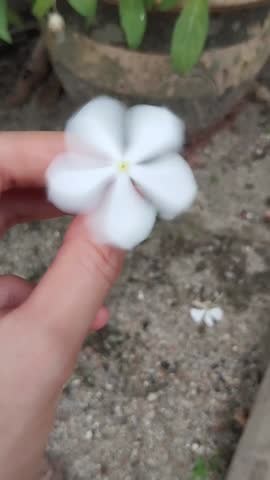 Hand holding a white Madagascar periwinkle flowers 