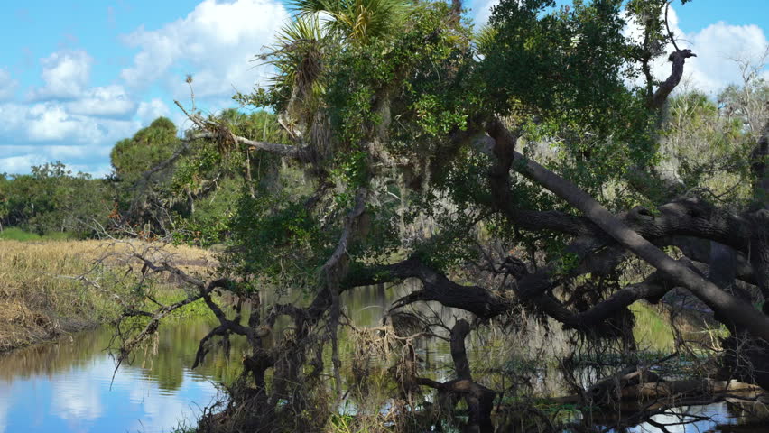 Florida state park wild tropical nature with freshwater river and dense green rainforest. Jungles with palm trees and vegetation in southern USA.