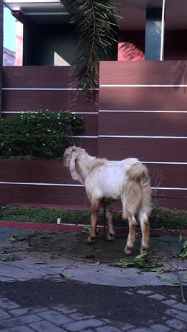 Goat (kambing qurban) for the slaughter preparation of sacrifices on Eid al-Adha, moslem tradition in Indonesia