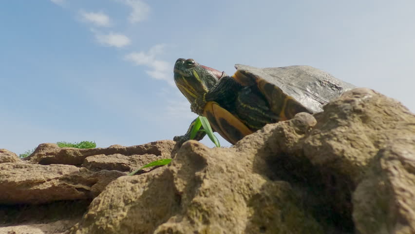 Bottom view on Pond Slider basking on rock under sun while resting on rock, on blue sky background, Close up, Slow motion. Pond Slider or Red-eared Slider Turtle (Trachemys scripta)