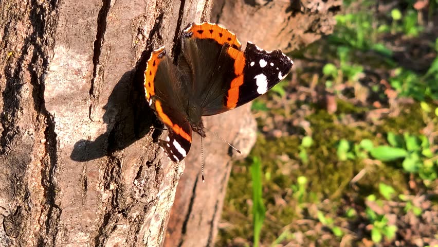 Black butterfly on a bark tree