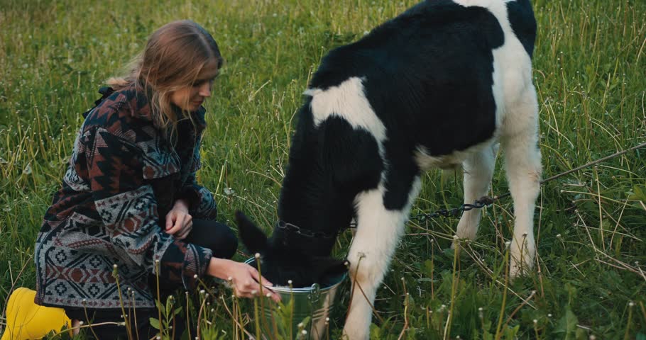 A young female farmer feeds a calf in a meadow in the village.