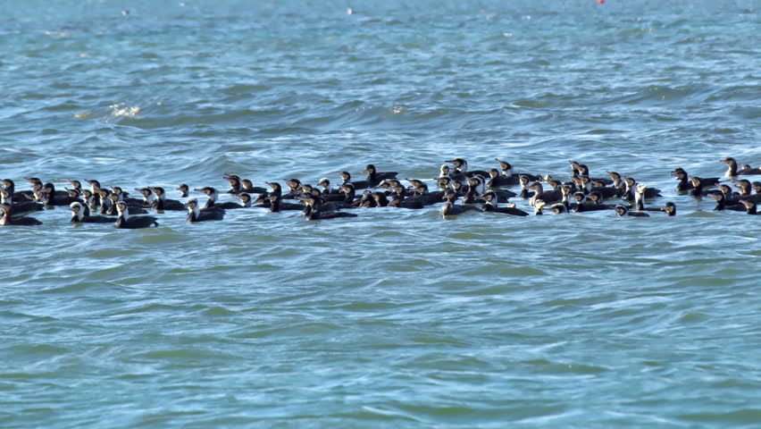 Flock of Predatory Cormorants Fishing in the Ocean Footage.