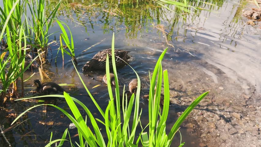 Duck with ducklings in the shallow water of a pond in the sun.
