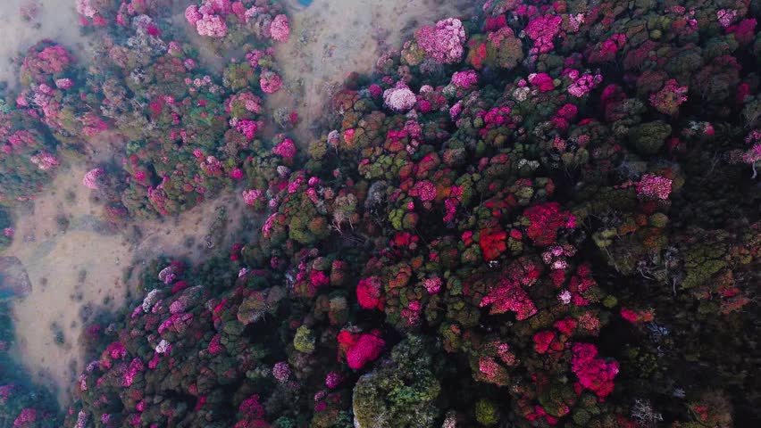 aerial view of blossom forest in tinjure, Nepal.