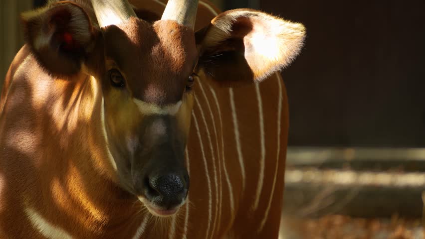 Close view of a bongo bongo antelope standing on a meadow and looking around wiggling his nose.	