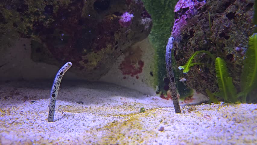 Two wormfish sticking in the ground and moving around underwater