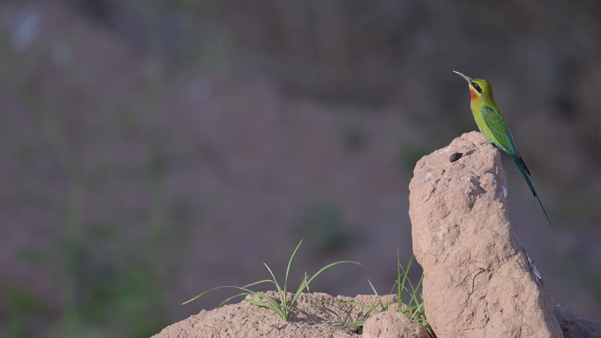 Blue Tailed Bee Eater Taking off