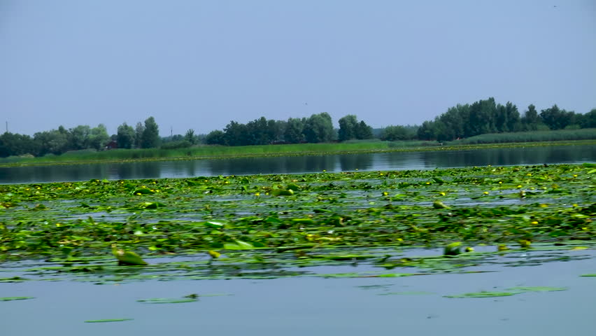 The river is covered with a carpet of green algae.  Green algae has taken over the river