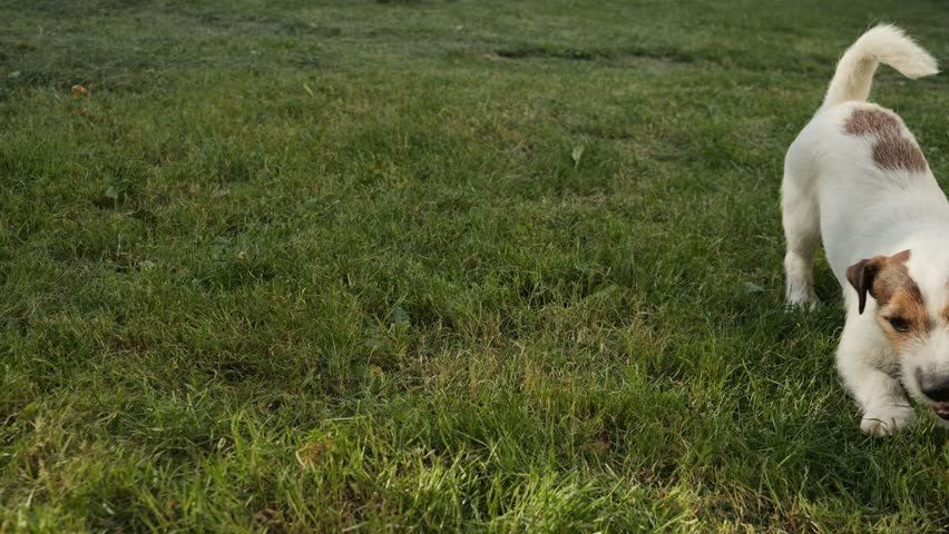 The dog runs on the green grass and barks. Active game with a pet.