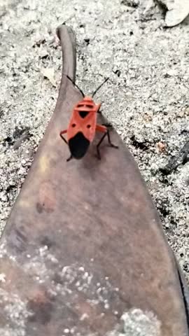 beautiful color Mallotus Harlequin Bug ,