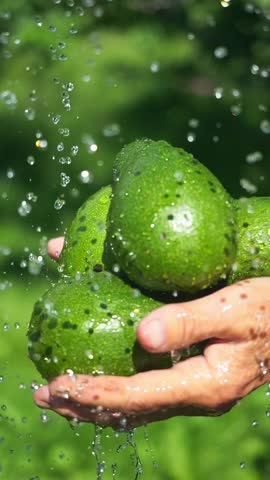 avocado harvest vertical video. fresh harvested avocados in hands. agriculture in mediterranean. fresh vegetables and fruits